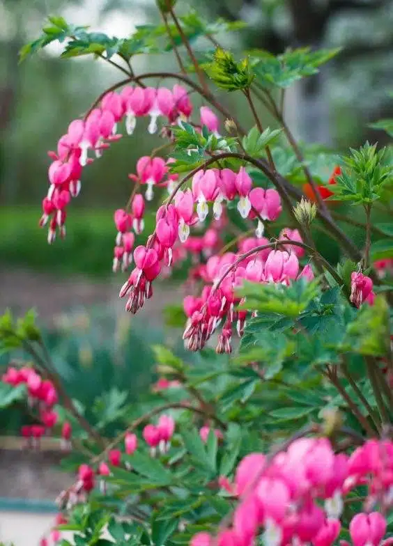 17 fleurs d'amour qui n'ont pas besoin de la lumière du soleil pour fleurir - 123