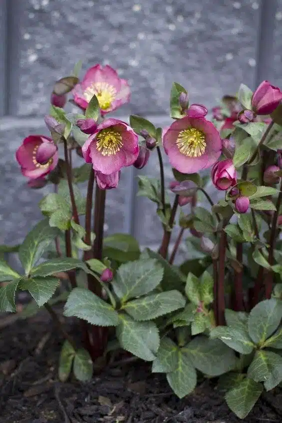 17 fleurs d'amour qui n'ont pas besoin de la lumière du soleil pour fleurir - 141