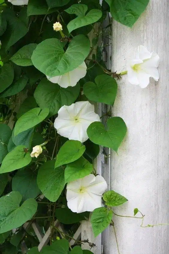 15 fleurs qui fleurissent la nuit pour un jardin de rêve et parfumé - 103