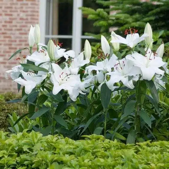 15 fleurs qui fleurissent la nuit pour un jardin de rêve et parfumé - 109