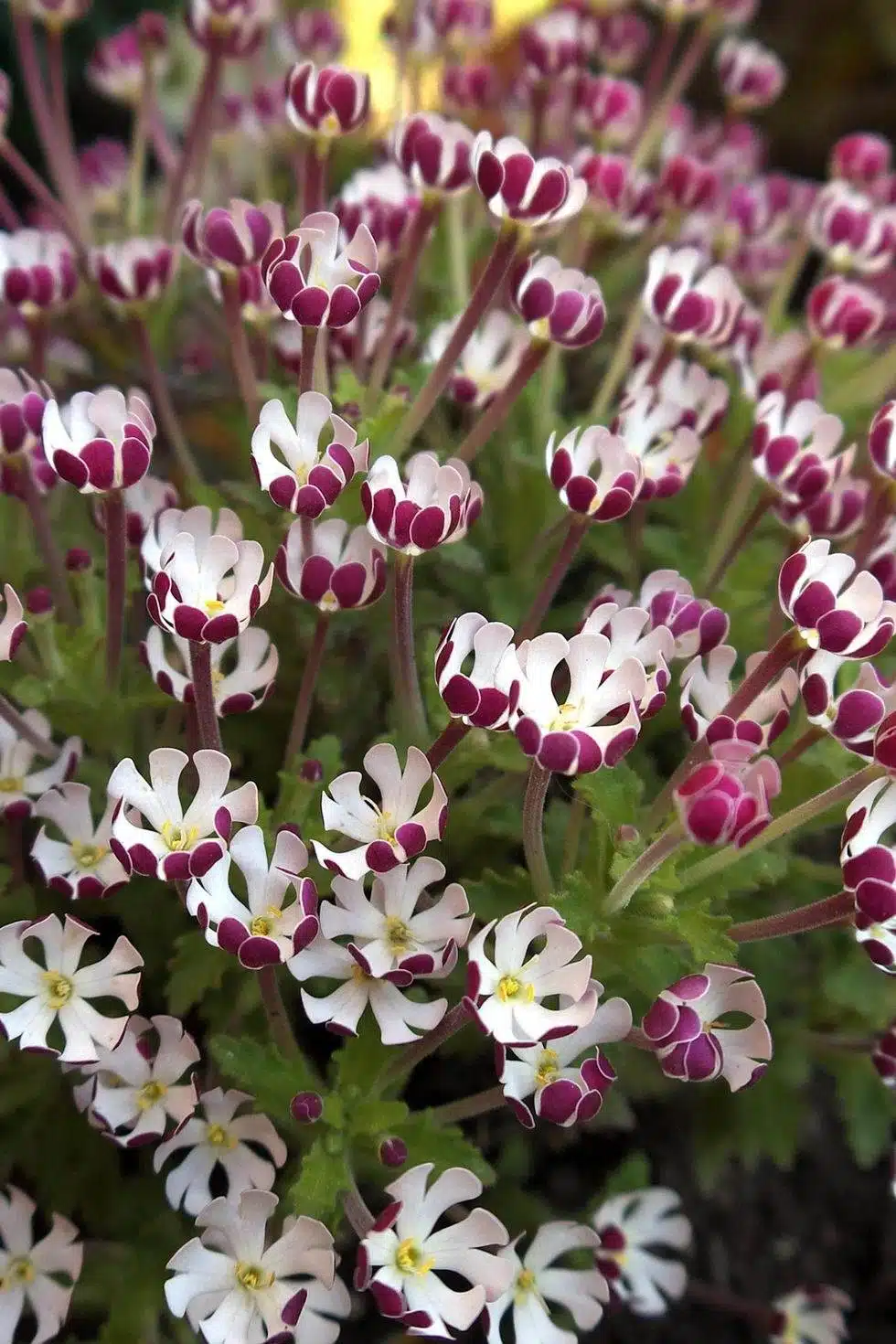 15 fleurs qui fleurissent la nuit pour un jardin de rêve et parfumé - 113