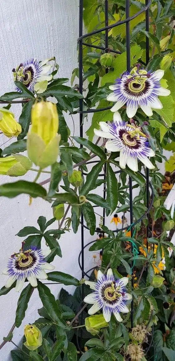 17 vignes étonnantes à croissance rapide pour ajouter un attrait extérieur à votre jardin - 123