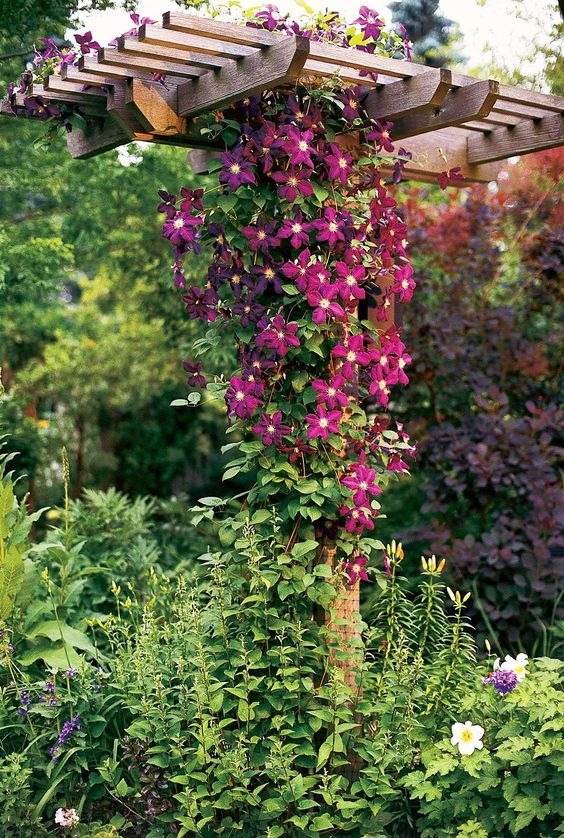 17 vignes étonnantes à croissance rapide pour ajouter un attrait extérieur à votre jardin - 125