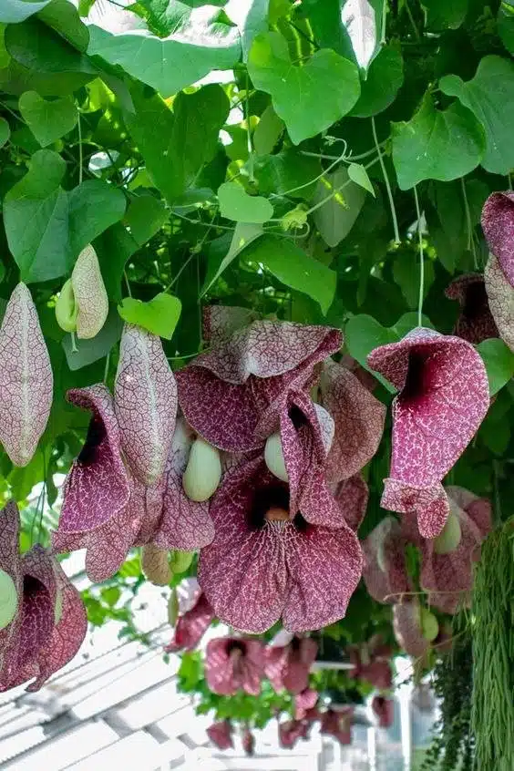 17 vignes étonnantes à croissance rapide pour ajouter un attrait extérieur à votre jardin - 141