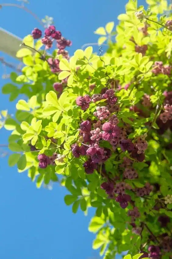 17 vignes étonnantes à croissance rapide pour ajouter un attrait extérieur à votre jardin - 145