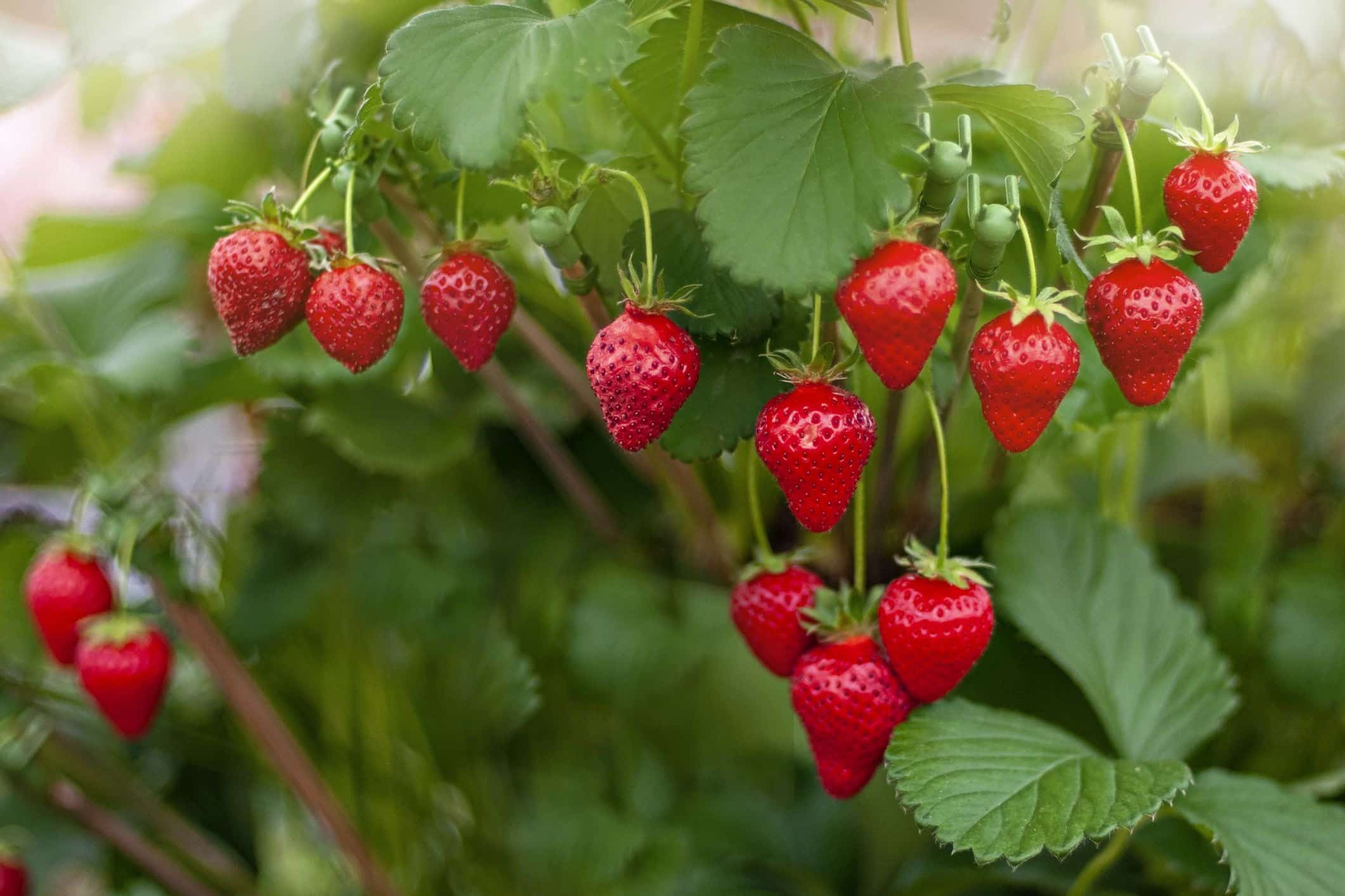 17 fruits que vous pouvez facilement cultiver à la maison et déguster des produits frais - 121