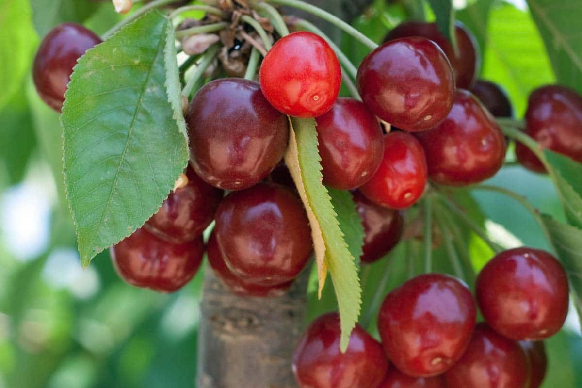 17 fruits que vous pouvez facilement cultiver à la maison et déguster des produits frais - 129