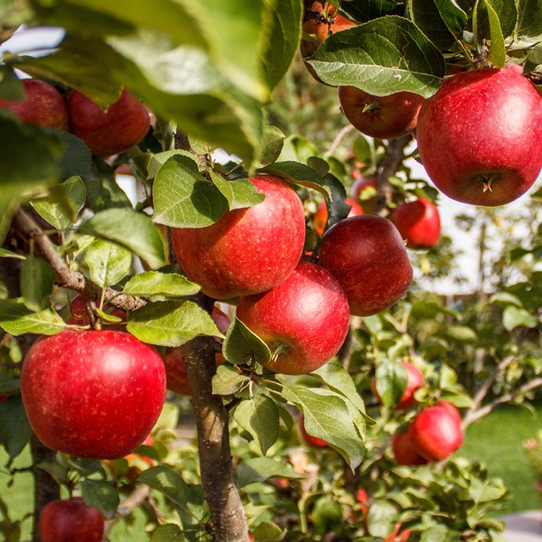 17 fruits que vous pouvez facilement cultiver à la maison et déguster des produits frais - 135