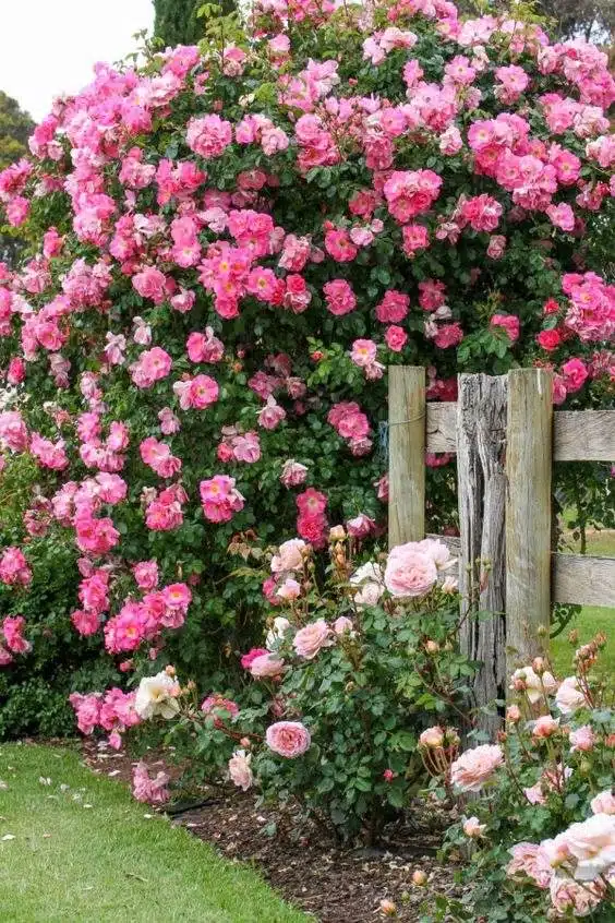 30 idées de jardins de chalets pour apporter un charme vintage à votre paysage - 197