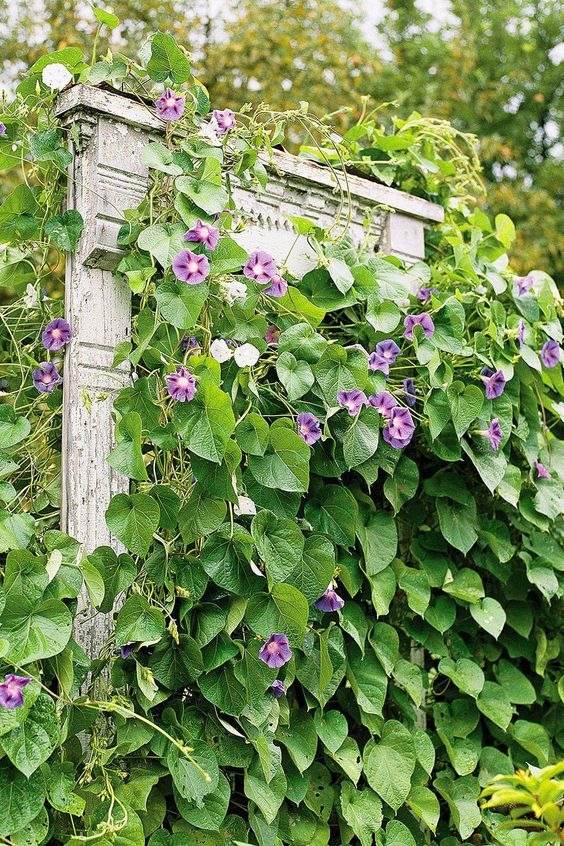 30 idées de jardins de chalets pour apporter un charme vintage à votre paysage - 207