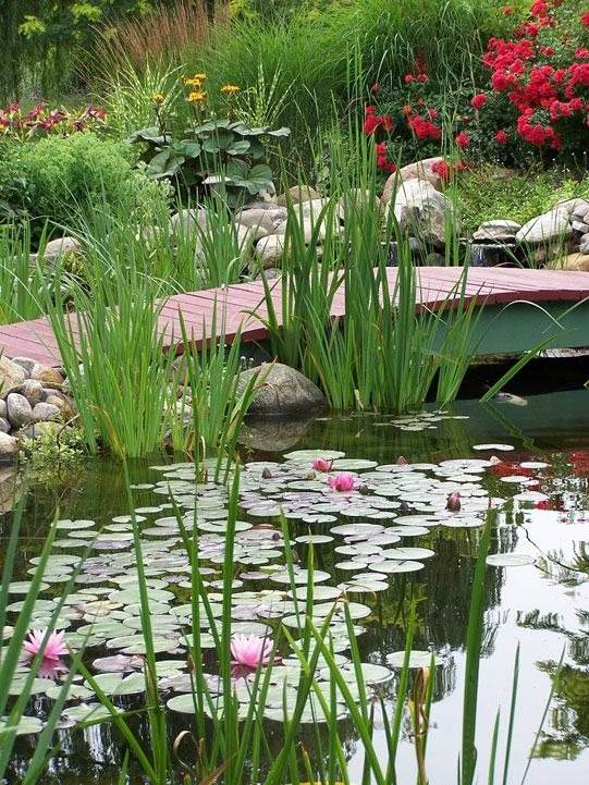 30 idées d'étangs d'arrière-cour que vous adorerez : du moderne au rustique - 235