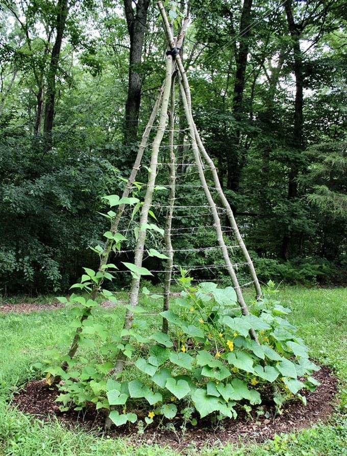 35 idées de treillis pour économiser de l'espace et ajouter du charme à votre jardin - 227