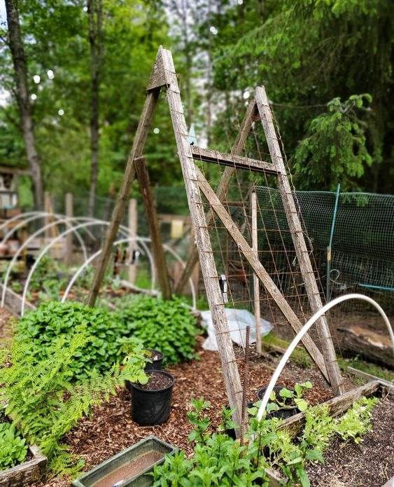 35 idées de treillis pour économiser de l'espace et ajouter du charme à votre jardin - 249