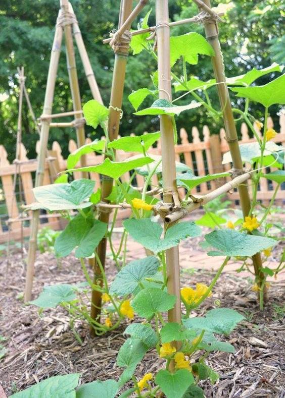 35 idées de treillis pour économiser de l'espace et ajouter du charme à votre jardin - 253