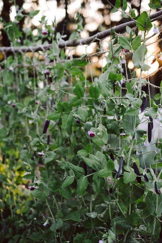 35 idées de treillis pour économiser de l'espace et ajouter du charme à votre jardin - 291