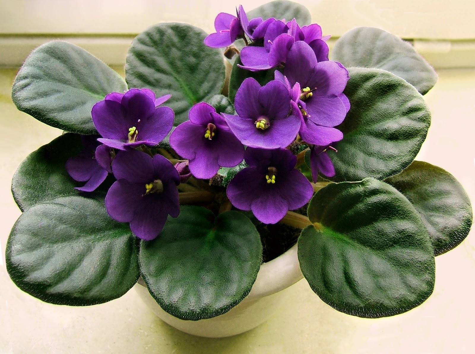 10 conseils pour conserver la floraison de votre violette africaine toute l'année - 75