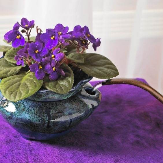 10 conseils pour conserver la floraison de votre violette africaine toute l'année - 77