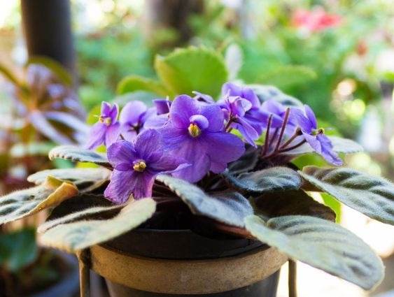 10 conseils pour conserver la floraison de votre violette africaine toute l'année - 79