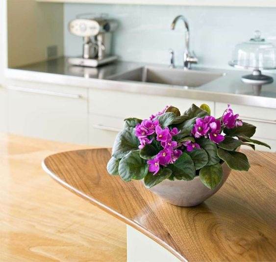 10 conseils pour conserver la floraison de votre violette africaine toute l'année - 81