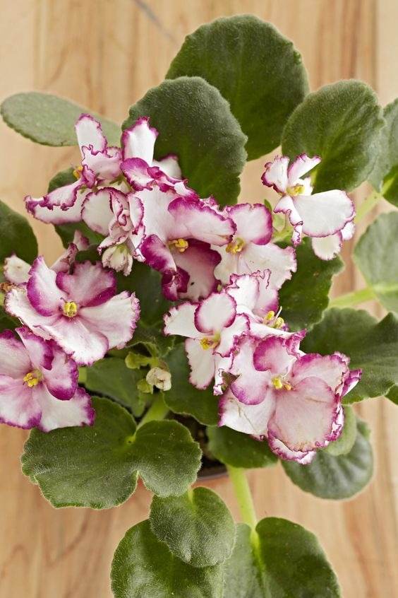 10 conseils pour conserver la floraison de votre violette africaine toute l'année - 83
