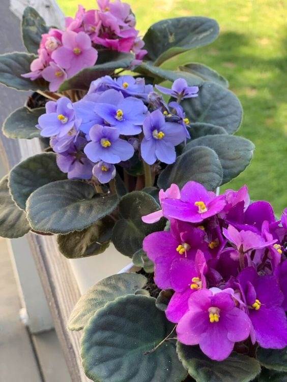 10 conseils pour conserver la floraison de votre violette africaine toute l'année - 89