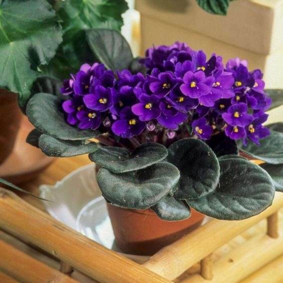 10 conseils pour conserver la floraison de votre violette africaine toute l'année - 91