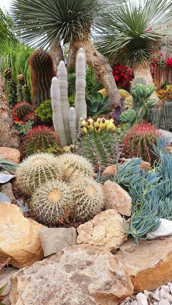 30 idées d'aménagement paysager du désert pour transformer votre cour terne en oasis - 207
