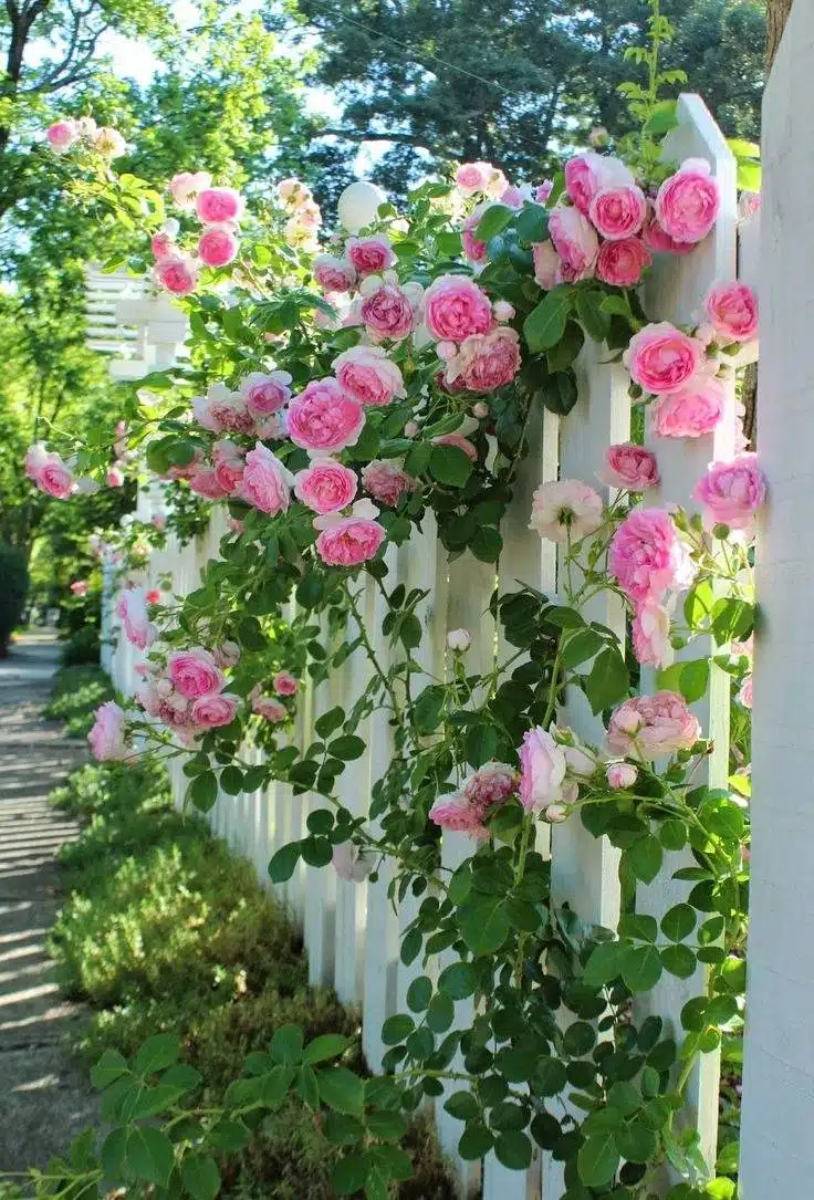 33 idées de clôtures de jardin ornées de superbes fleurs - 211