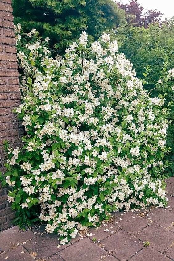 33 idées de clôtures de jardin ornées de superbes fleurs - 217