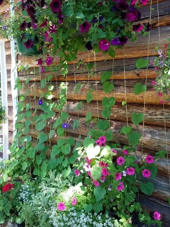 33 idées de clôtures de jardin ornées de superbes fleurs - 219