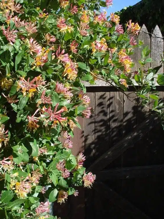 33 idées de clôtures de jardin ornées de superbes fleurs - 221