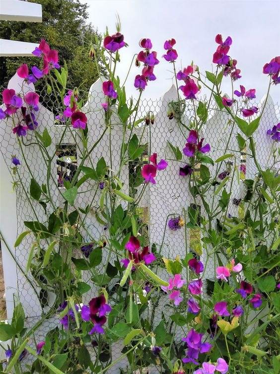 33 idées de clôtures de jardin ornées de superbes fleurs - 227