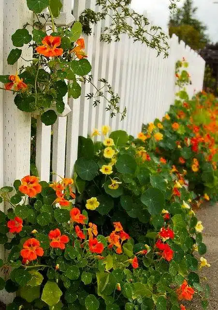 33 idées de clôtures de jardin ornées de superbes fleurs - 229
