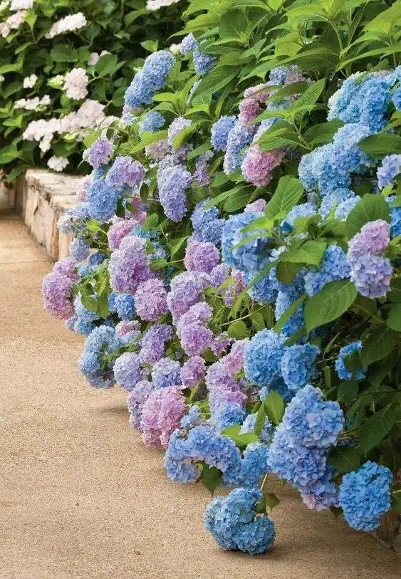 33 idées de clôtures de jardin ornées de superbes fleurs - 231