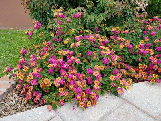 33 idées de clôtures de jardin ornées de superbes fleurs - 233