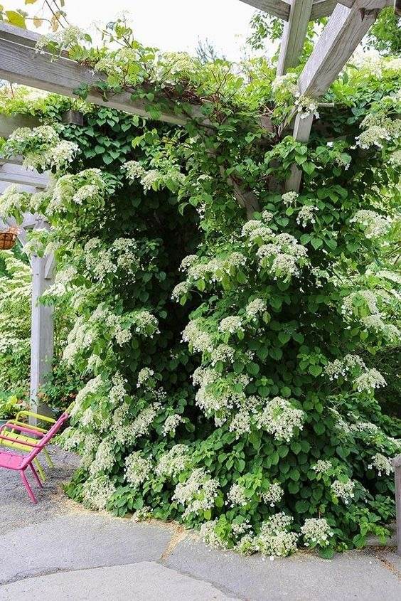 33 idées de clôtures de jardin ornées de superbes fleurs - 239