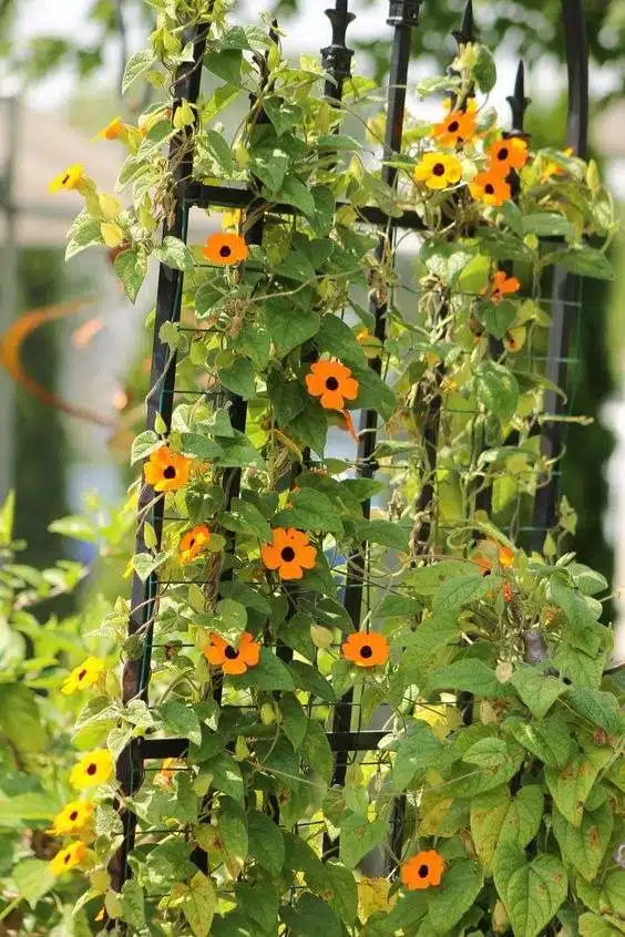 33 idées de clôtures de jardin ornées de superbes fleurs - 245