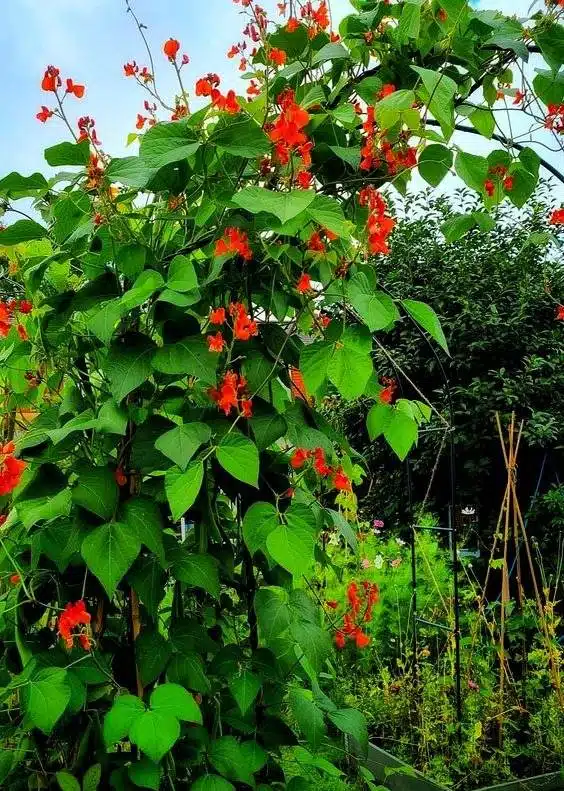 33 idées de clôtures de jardin ornées de superbes fleurs - 247