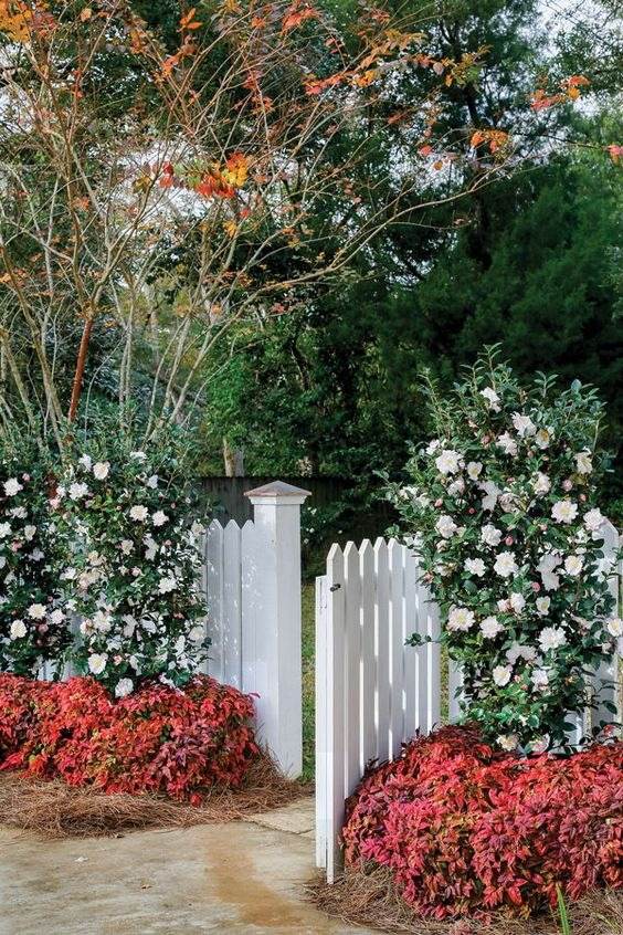 33 idées de clôtures de jardin ornées de superbes fleurs - 249