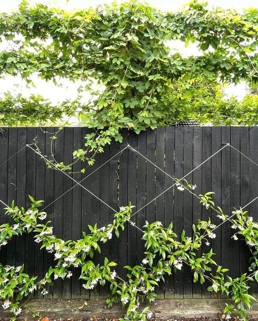 33 idées de clôtures de jardin ornées de superbes fleurs - 251