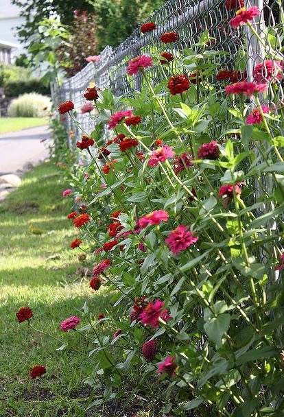33 idées de clôtures de jardin ornées de superbes fleurs - 253
