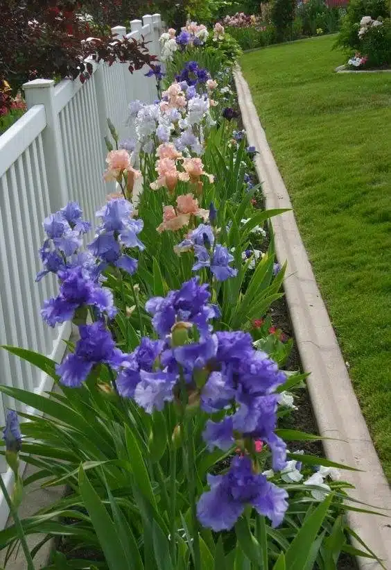 33 idées de clôtures de jardin ornées de superbes fleurs - 255