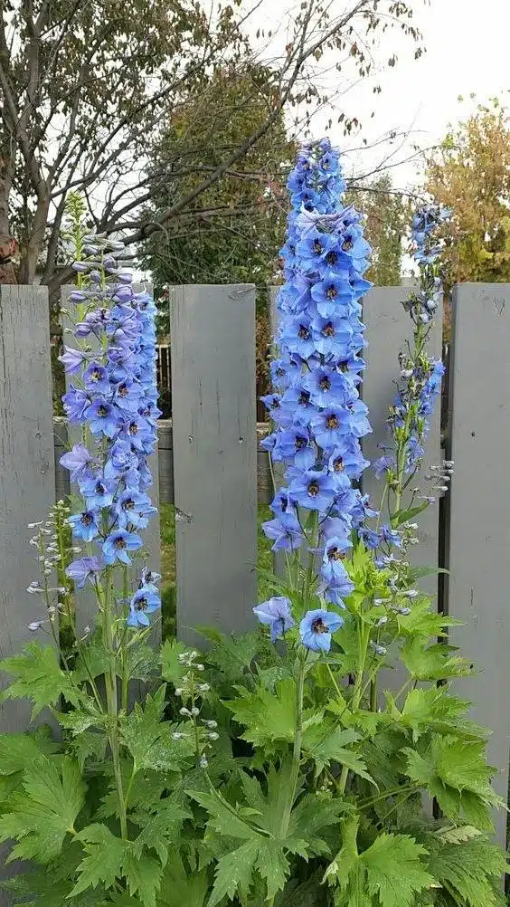 33 idées de clôtures de jardin ornées de superbes fleurs - 257
