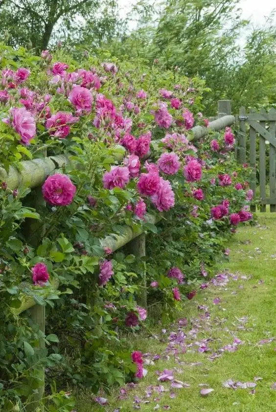 33 idées de clôtures de jardin ornées de superbes fleurs - 261
