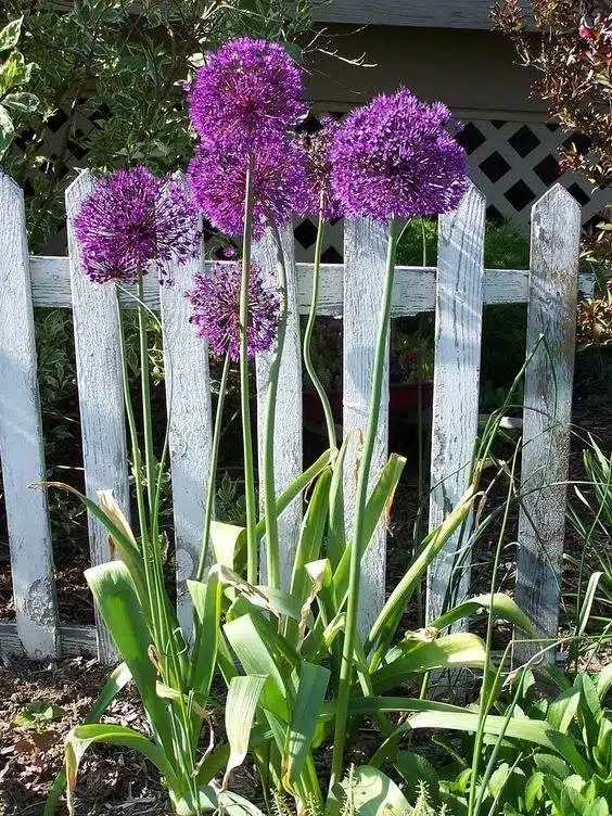 33 idées de clôtures de jardin ornées de superbes fleurs - 263
