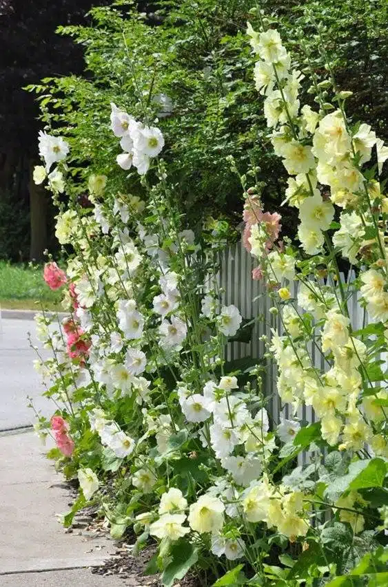 33 idées de clôtures de jardin ornées de superbes fleurs - 269