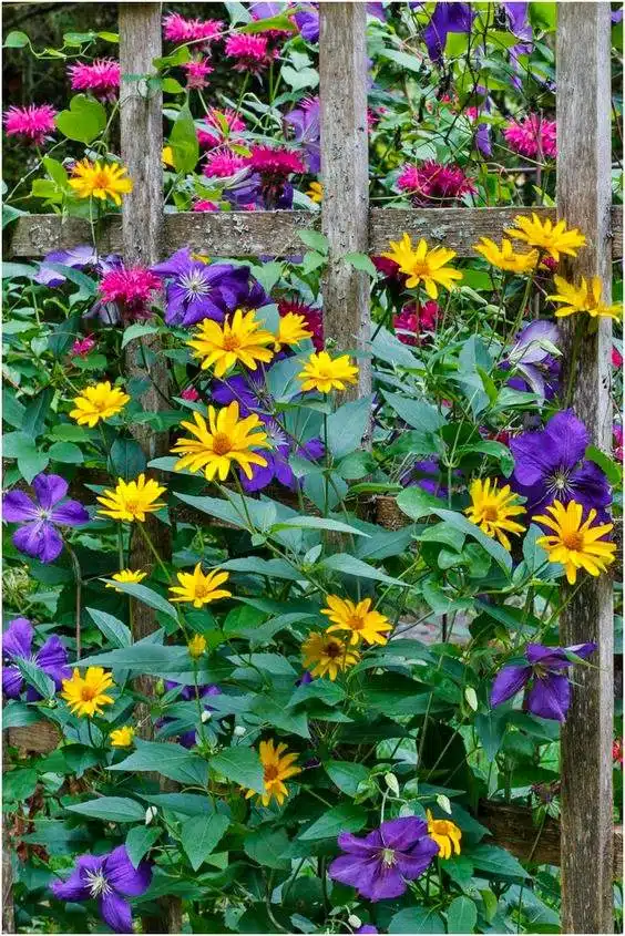 33 idées de clôtures de jardin ornées de superbes fleurs - 271