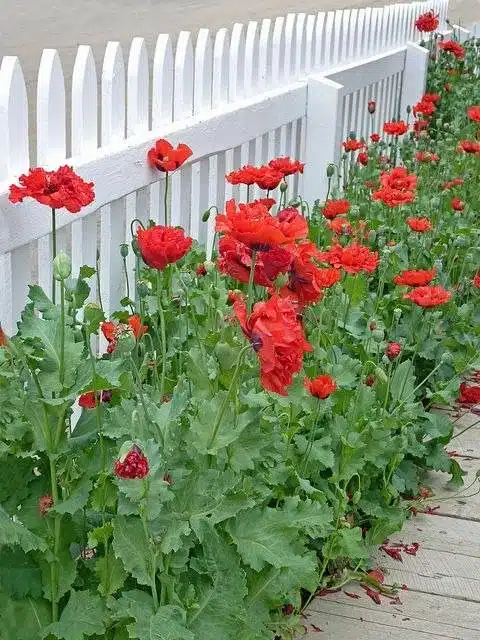 33 idées de clôtures de jardin ornées de superbes fleurs - 273