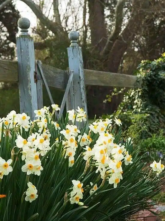 33 idées de clôtures de jardin ornées de superbes fleurs - 275