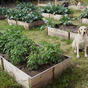 Lits de jardin surélevés en cèdre à 10 $